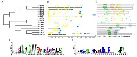 Genome-Wide Identification of the Tify Gene Family and Their Expression ...