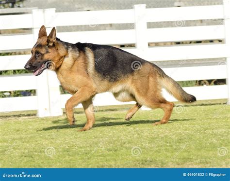 German Shepherd Tan