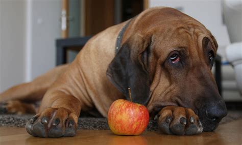 Can Dogs Eat An Apple Core