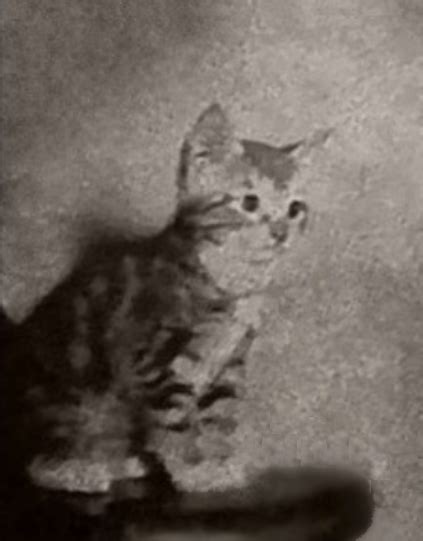 Image result for Alien 1979 Jones Y Scene