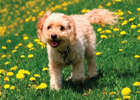 Image result for Cockapoo Dog Tung