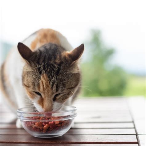 Soothing Diets For Cats With Diarrhea | Pet Care Tips. What To Feed A Cat With Diarrhea