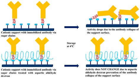 Dextran Aldehyde in Biocatalysis: More Than a Mere Immobilization System