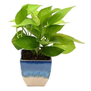 Exotic Green Indoor Air Purifying & Oxygen Golden Pothos Plant : Amazon ...