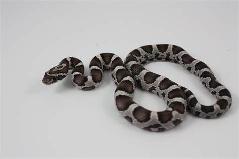 Photos of my collection [Solar Serpents] - Corn Snakes - MorphMarket ...