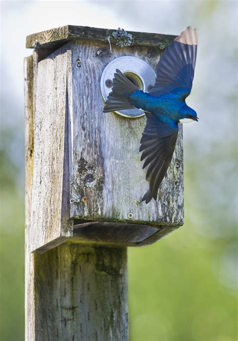 Image result for Tree Swallow Boxes