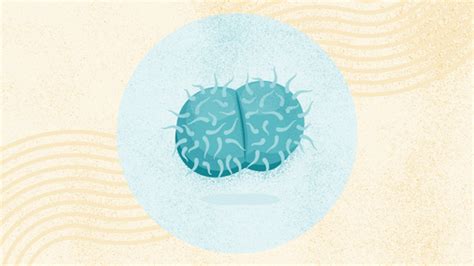 What Is Gonorrhea? Symptoms, Causes, Diagnosis, Treatment, and Prevention