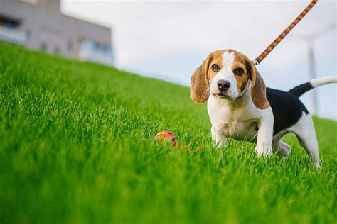 How to Train a Beagle Puppy to Walk on a Leash | Wag!