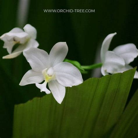 Ground Orchids – Orchid-Tree