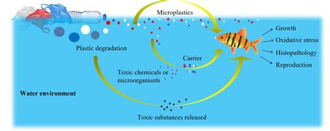 Animals | Free Full-Text | Microplastics as Contaminants in Water ...