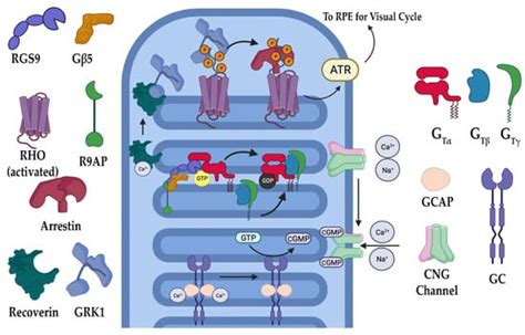 Cellular and Molecular Mechanisms of Pathogenesis Underlying Inherited ...