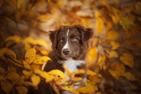 Image result for Dog Using Computer Meme
