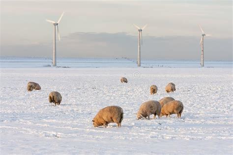 Moutons sur la neige photo stock. Image du ouatine, agricole - 37677664