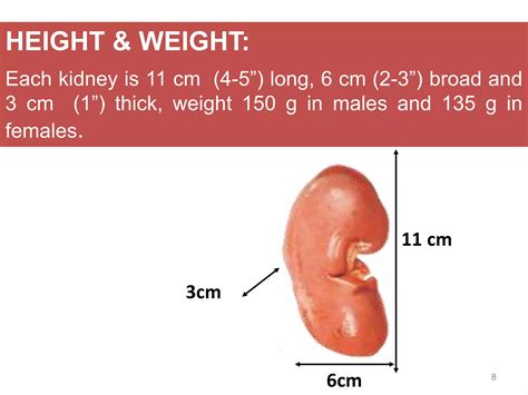 Anatomy of kidneys | PPTX