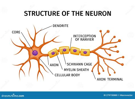 Neuron Structure Anatomy Composition Vector Illustration | CartoonDealer.com #279730880
