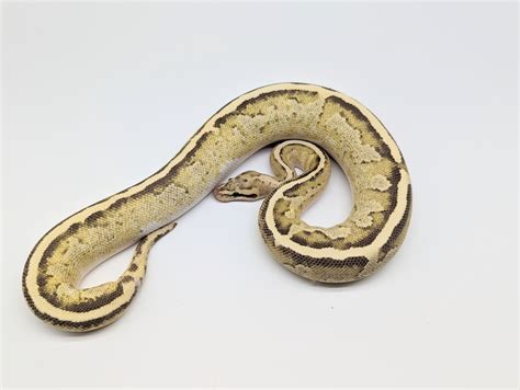 Image result for Inferno Ball Python