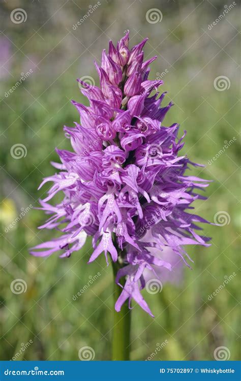 Naked Man Orchid stock image. Image of italica, summer - 75702897