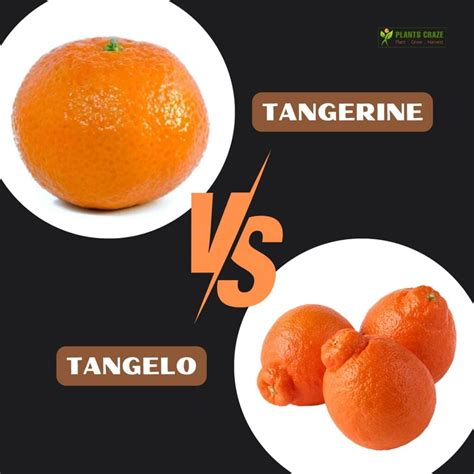 Tangelo Vs Tangerine: Differences Of Orange Look Alikes