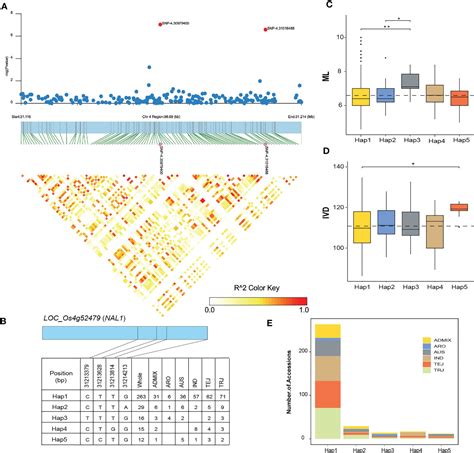 Frontiers | Multi-model genome-wide association studies of leaf anatomical traits and vein ...