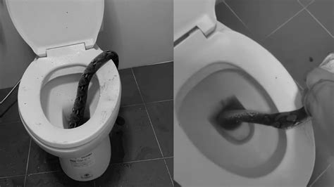 Image result for Attack Florida Human in On Python