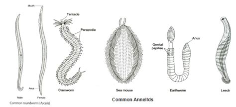Major Animal Groups - Biology for Class 9 PDF Download