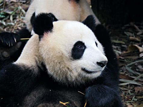 Why You Should See Giant Pandas in Chengdu Without A Tour — Mog and Dog Travels