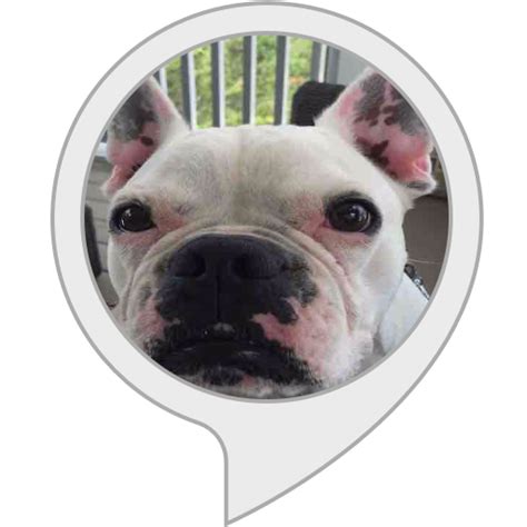 Amazon.in: Facts about Wilson the Frenchie : Alexa Skills