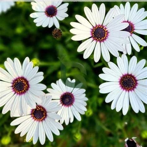 Dimorphotheca White Erecta Seeds – Bright Winter Blooms for Borders ...