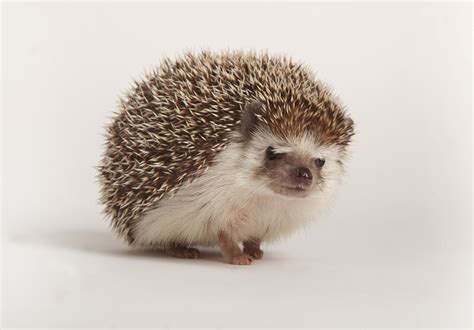 How to Care for Pet Hedgehogs - Basic Hedgehog Care Guide