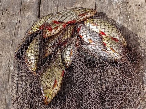 Fish Net Tutorial 的图像结果