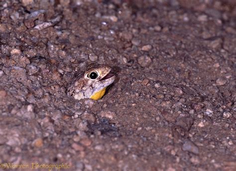Barking Gecko Making Noise 的图像结果