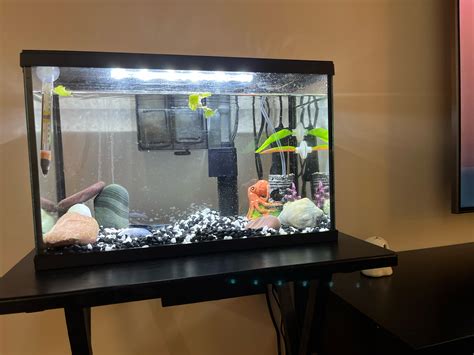 What fish to get for a 5 gallon : r/Aquariums