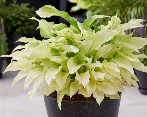 Hosta 'White Feather' bare roots — Buy white plantain lilies online at ...
