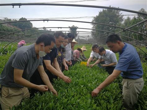 英山县茶叶绿色高质高效项目通过省专家组测产验收--湖北省农业农村厅