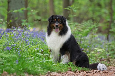 Australische Zwarte Tri