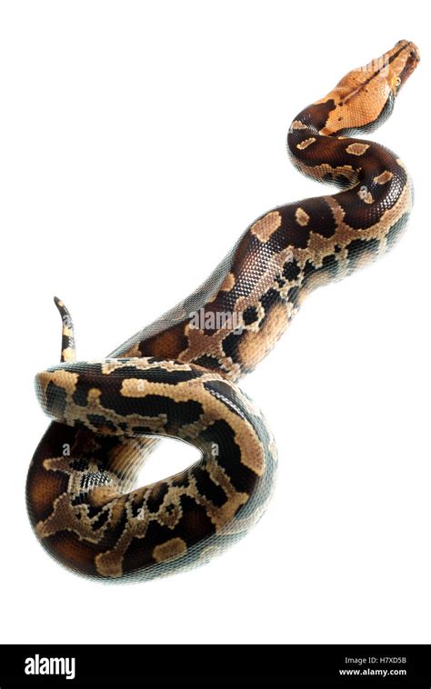 Image result for Blood Python