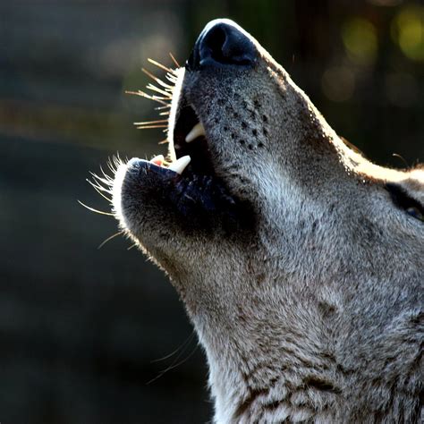 TSITSIKAMMA WOLF SANCTUARY (Updated 2026) All You Need to Know BEFORE ...