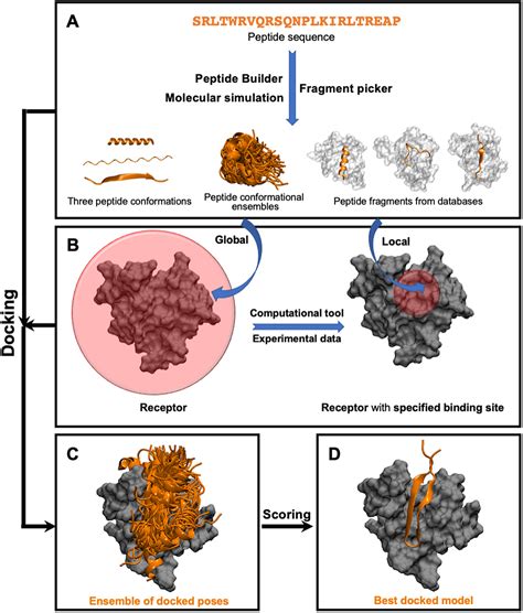 Modelling peptide–protein complexes: docking, simulations and machine ...