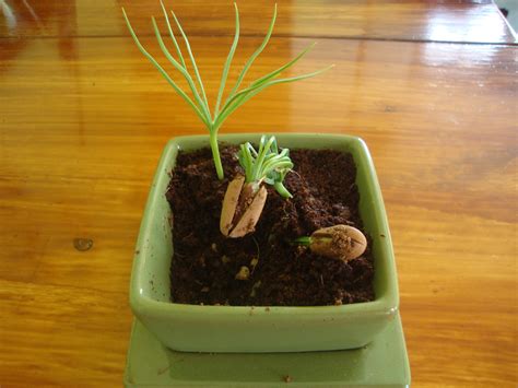 Pine nuts-Pinus pinea - Health Benefits