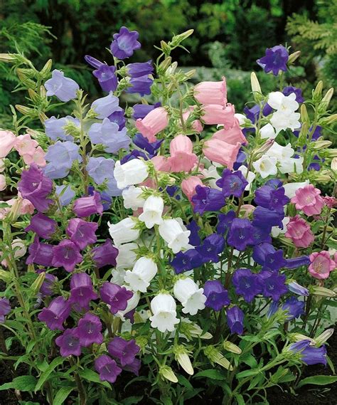Canterbury bells mix grow your own flowers – Artofit