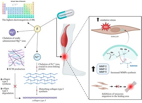 Fluoroquinolone-Induced Achilles Tendon Damage: Structural and ...
