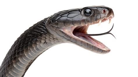 Web Vector Png 的图像结果