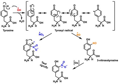 The Nitration of Proteins, Lipids and DNA by Peroxynitrite Derivatives ...