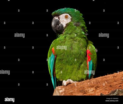 Chestnut Fronted Macaw (ara severus Stock Photo - Alamy