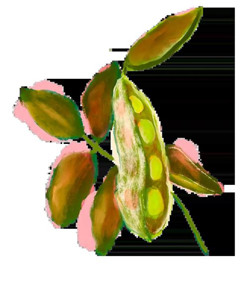 Keystone Species: Ecological Importance and How to Enhance Backyard Biodiversity