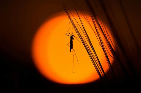 Mosquitoes Thrive Despite Drought - Researchers Once Again Seek Public ...