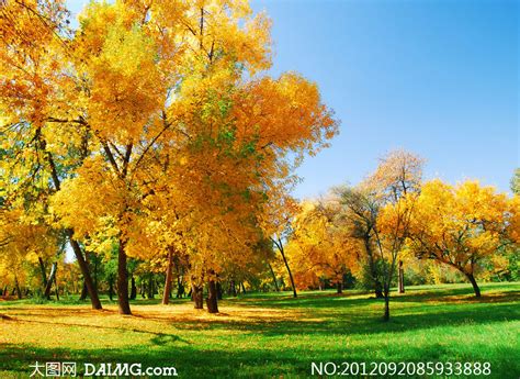 树林草地秋天自然风景摄影高清图片_大图网图片素材