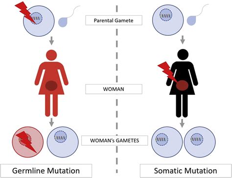 Germline and Somatic Tumor Testing in Gynecologic Cancer Care ...