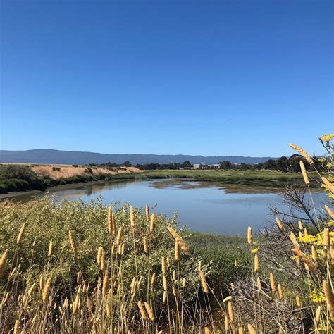 Palo Alto Baylands Nature Preserve: All You Need to Know