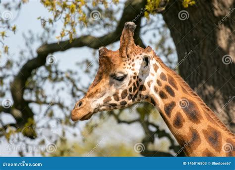 Giraffes head stock image. Image of wildlife, mammals - 146816803